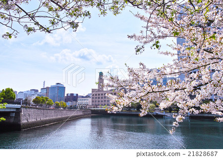 橫濱海關和櫻花 橫濱海關和櫻花 21828687