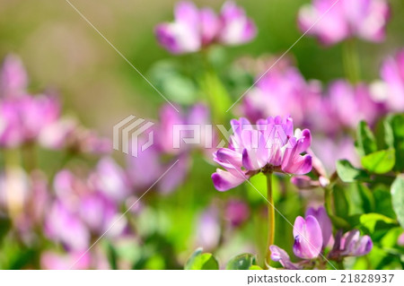 Close-up of astragalus astragalus filled with light Close-up of astragalus astragalus filled with light 21828937