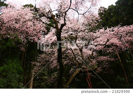 Teruo Cherry blossoms 21829300
