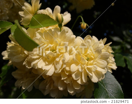 Mochikubara spring 21829471