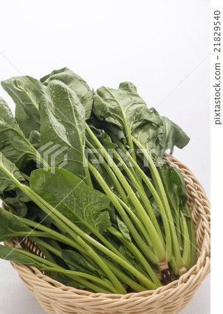 spinach spinach 21829540