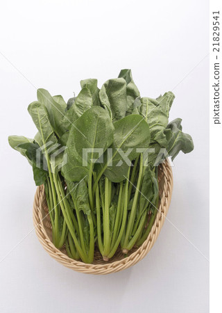 spinach spinach 21829541