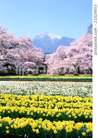 一個真正的寺廟花園,希望Kai Komagatake和Narcissus和櫻花盛開 一個真正的寺廟花園,希望Kai Komagatake和Narcissus和櫻花盛開 21829953