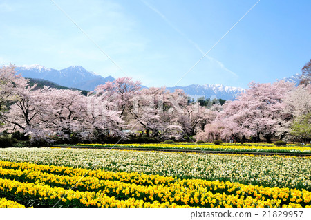 A genuine temple garden that wishes for Kai Komagatake and the Narcissus and cherry blossoms are blooming A genuine temple garden that wishes for Kai Komagatake and the Narcissus and cherry blossoms are blooming 21829957