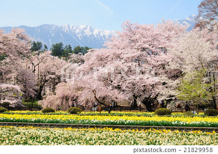 一個真正的寺廟花園,希望Kai Komagatake和Narcissus和櫻花盛開 一個真正的寺廟花園,希望Kai Komagatake和Narcissus和櫻花盛開 21829958