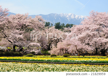 一個真正的寺廟花園,希望Kai Komagatake和Narcissus和櫻花盛開 一個真正的寺廟花園,希望Kai Komagatake和Narcissus和櫻花盛開 21829959