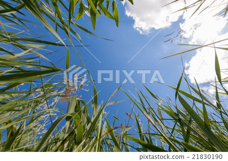 Upside view to sky through greem grass Upside view to sky through greem grass 21830190