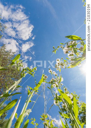 Upside view to sky through greem grass 21830194