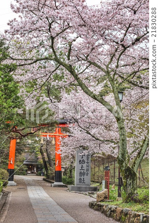 櫻花和Torii Torii 21830288