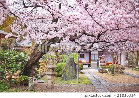 櫻花在日本庭院裡 櫻花在日本庭院裡 21830334