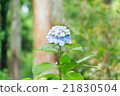 一輪繡球花 21830504