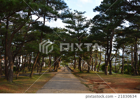 Zakkire castle ruins on the way back to Ryukyu pine Zakkire castle ruins on the way back to Ryukyu pine 21830634