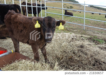 Cow of Hachijojima Fureai ranch Cow of Hachijojima Fureai ranch 21830657