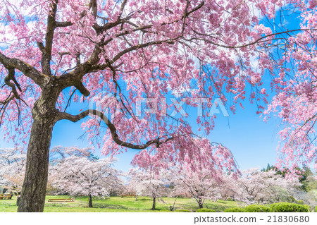 [Saitama Prefecture] Weeping cherry tree at Hitsujiyama Park 21830680