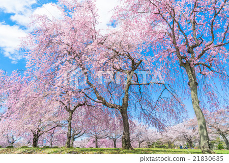 [Sa玉縣]人山公園垂櫻 21830685