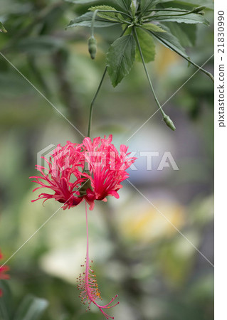 flower flower 21830990