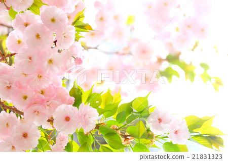 Double cherry blossoms 21831323