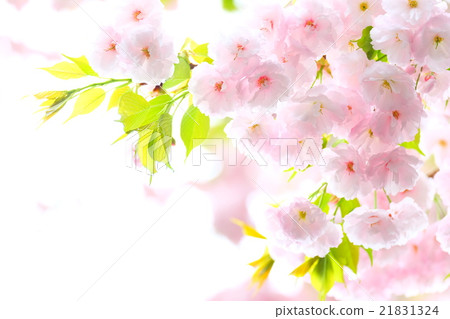 Double cherry blossoms 21831324