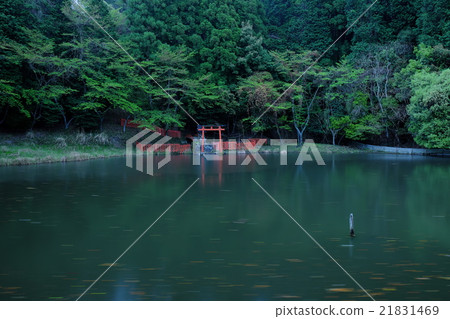 雨中的龍神池塘（奈良縣櫻井市） 21831469