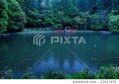 雨中的龍神池塘（奈良縣櫻井市） 21831470