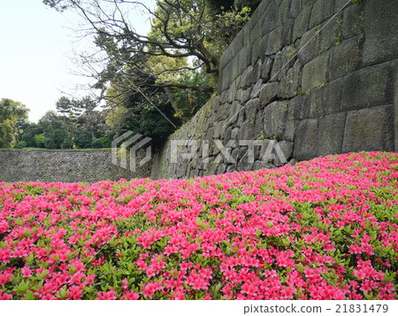 Azalea East Garden's azalea (April) Chiyoda-ku, Tokyo Azalea East Garden's azalea (April) Chiyoda-ku, Tokyo 21831479