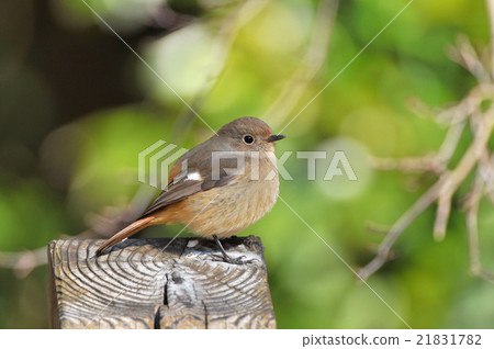 A female of Giubitaki 21831782