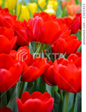 Beautiful red tulip blossom Beautiful red tulip blossom 21831813