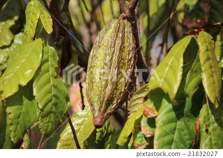 可可果 可可果 21832027