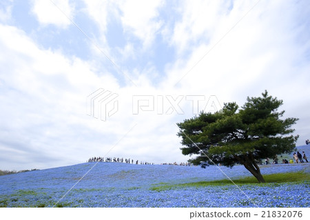 Nemophila Nemophila 21832076