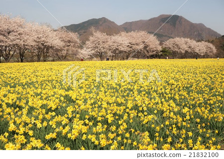 Narcissus field 21832100