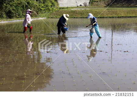 Rice planting 21832151