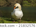 Cobb swans 21832576