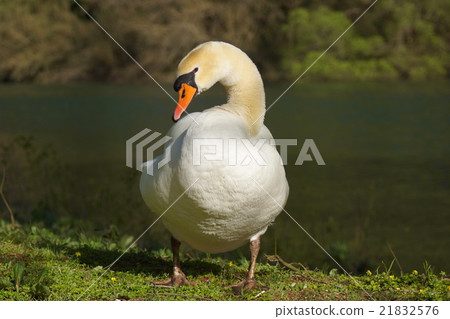 Cobb swans Cobb swans 21832576