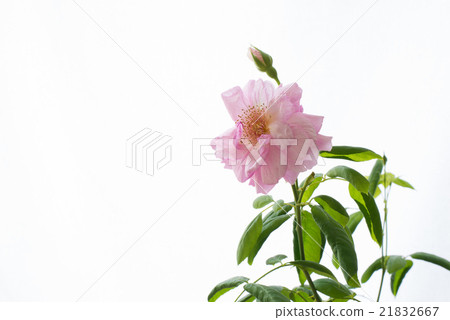 玫瑰 21832667