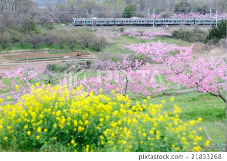 Peach and rape blossoms bloom Shinto prefecture Go to Tōkyo Township Central Line 211 Series Train Peach and rape blossoms bloom Shinto prefecture Go to Tōkyo Township Central Line 211 Series Train 21833268
