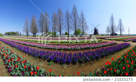 tulipa, bloom, blossom 21833273