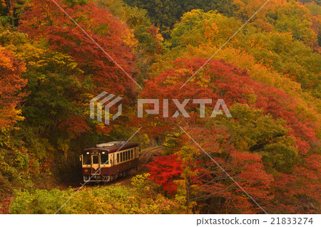 Watasage Valley Railway and autumn leaves 21833274