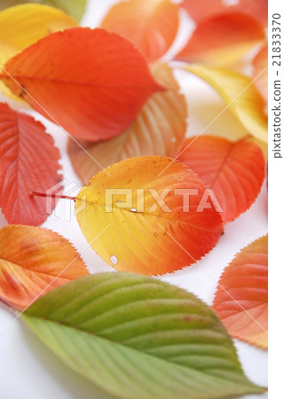 Autumn leaves Autumn leaves 21833370