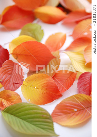 Autumn leaves Autumn leaves 21833373