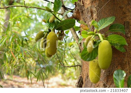 Durian growing in tropical forest 21833407