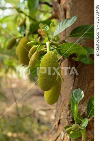 Durian growing in tropical forest Durian growing in tropical forest 21833408
