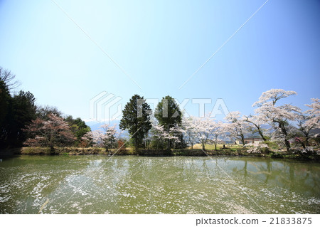 Sakura in Shinshu Sakura in Shinshu 21833875
