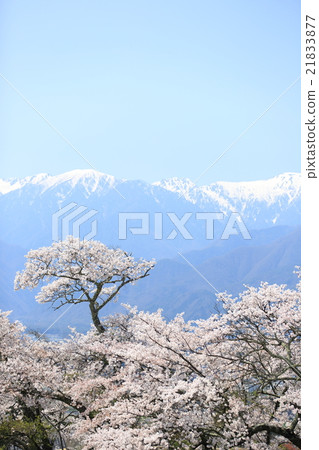 Sakura in Shinshu Sakura in Shinshu 21833877