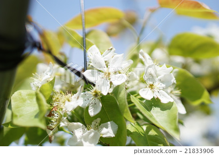 Pear flowers Pear flowers 21833906