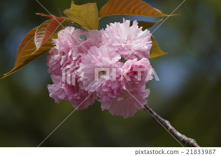 雙櫻花 21833987