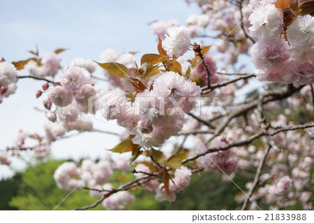 雙櫻花 雙櫻花 21833988