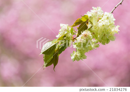 Mikoto黃桃色雙折背 21834276