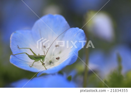 Nemophila and grasshopper 21834355
