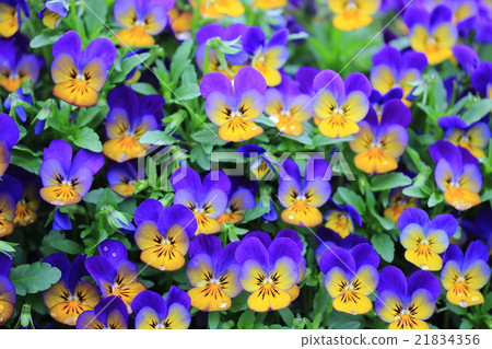 Viola group 21834356