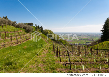 Rows of wine Rows of wine 21834837